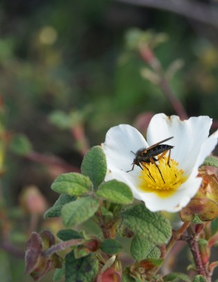 El sindicato del polen no la reconoce